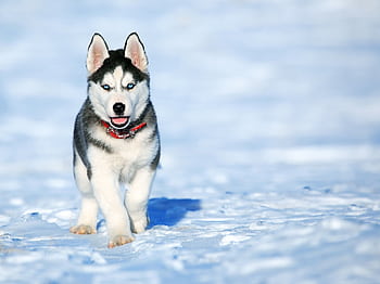 Playful Siberian Husky puppy running in a snowy field, showcasing its adorable and energetic nature. HD wallpaper