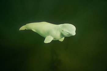 Beluga Whale, Dmitry Kokh, Underwater graphy, Wildlife HD wallpaper