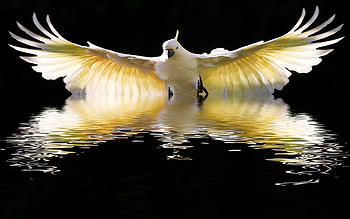 Sulphur crested cockatoo, In-flight beauty, Majestic bird, Nature's marvel HD wallpaper