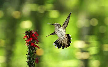 Animals, Humming-Birds, Flower, Bird, Blur, Smooth, Flight, Wave, Sweep HD wallpaper