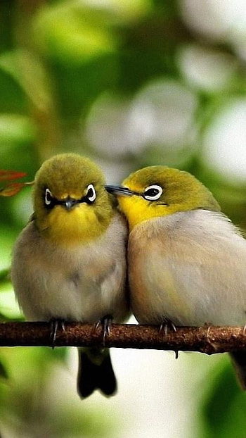 Love Birds, Little Birds, Couple HD phone wallpaper