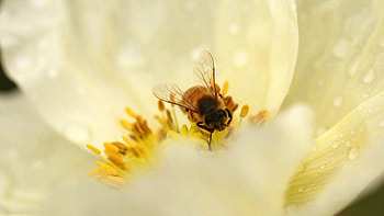 bee , Nature's beauty, Floral background, Visual delight HD wallpaper