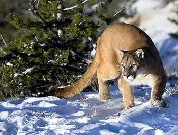 puma for jasnas, winter, mountain lion, big, snow, puma, cat, nature HD wallpaper