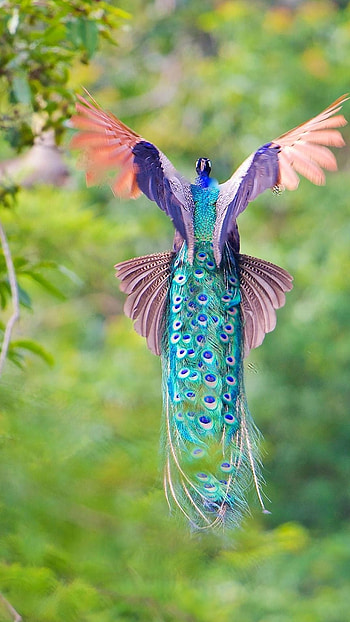 Peacock, Flying Peacock HD phone wallpaper