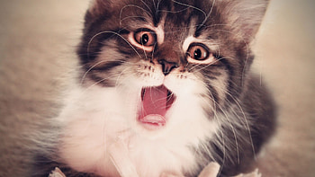 Animals, Cats HD wallpaper