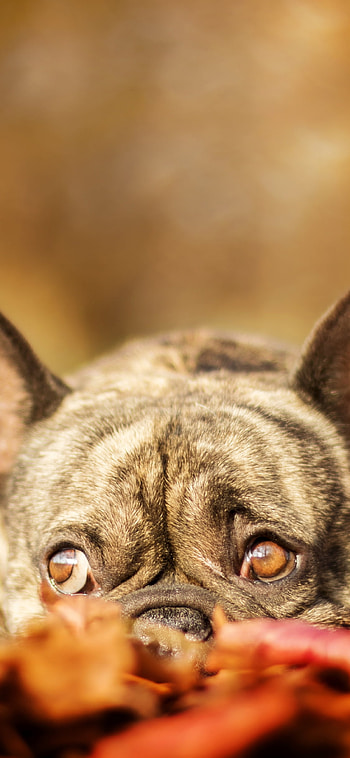 fall, dog, Animal, french bulldog HD phone wallpaper