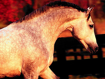 Horse, horses, animals HD wallpaper