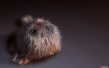 Hairy, dog, funny, new, hair HD wallpaper