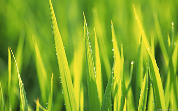 Grass, Drops, Macro, Form HD wallpaper