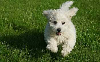 Poodle, animal, dog, running HD wallpaper