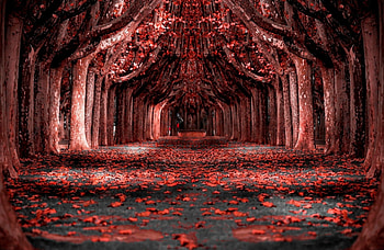 Like A Dream Forest, autumn, nature, forest, red HD wallpaper