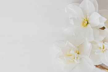 Close-up of elegant white flowers arranged on a plain white background, perfect for decor. HD wallpaper