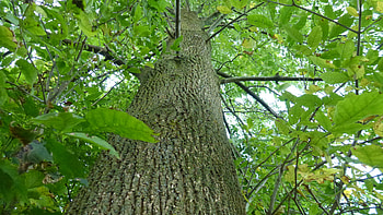 Ash tree , Nature-inspired, High resolution, and mobile HD wallpaper