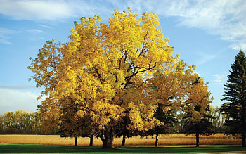 Oak Tree, Yellow oak tree , Nature beauty, Scenic landscapes HD wallpaper