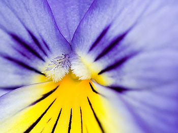 Plants, Flowers, Background HD wallpaper