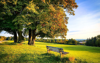 Bench by Field, autumn, trees, bench, field HD wallpaper