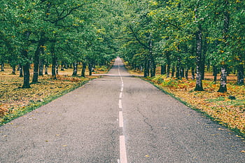 Peaceful road through vibrant autumn forest in Ilia, Greece with golden leaves. HD wallpaper