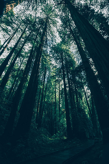 Nature, Trees, Forest, Shadows, Bottom View HD phone wallpaper