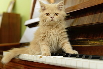 Kitty on piano keys, sweet, keys, musician, kitty, cute, fluffy, music, piano, adorable HD wallpaper