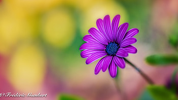 Daisy, Nature, Oetal, Purple HD wallpaper