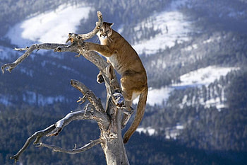 PUMA, branch, cat, high, lovely, tree HD wallpaper