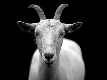 A striking black and white close-up of a goat with prominent horns, exuding elegance. HD wallpaper