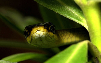 Animals, Leaves, Muzzle, Shadow, Snake HD wallpaper