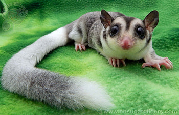 Sugar gliders, Playful creatures, Cute and cuddly, Natural charm HD wallpaper