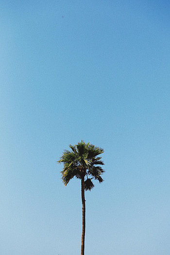 Wood, Tree, Minimalism, Palm HD phone wallpaper