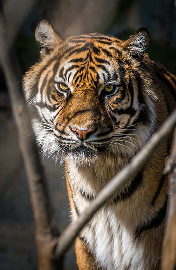 Close-up portrait of a Bengal tiger showcasing its fierce and majestic presence. HD phone wallpaper