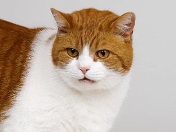 Animals, Cats HD wallpaper