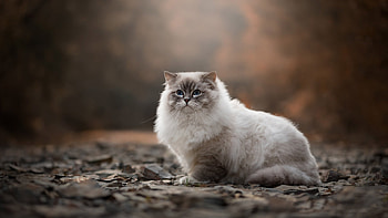 Light Blue Eyes Fur White Black Cat Is Sitting On Dry Leaves In Blur Background Cat HD wallpaper