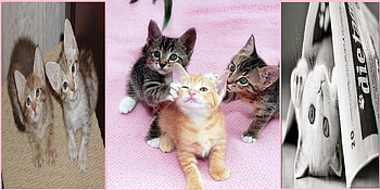 kitty catz, cats, kitten, cute, animals HD wallpaper