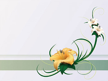 simple design, white, yellow, flower HD wallpaper