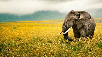 Elephant, National Geographic HD wallpaper