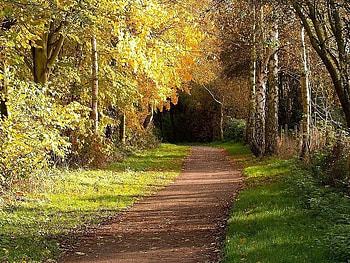 Path in the forest, nature, forest, tree, path HD wallpaper