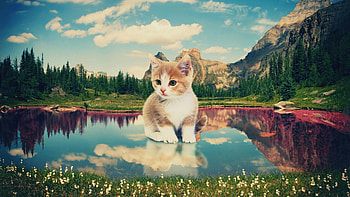 Nature, Art, Lake, Kitty, Kitten, hop HD wallpaper