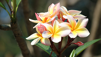 Plumeria, Flowers, Plumerias, Tree, Branches HD wallpaper