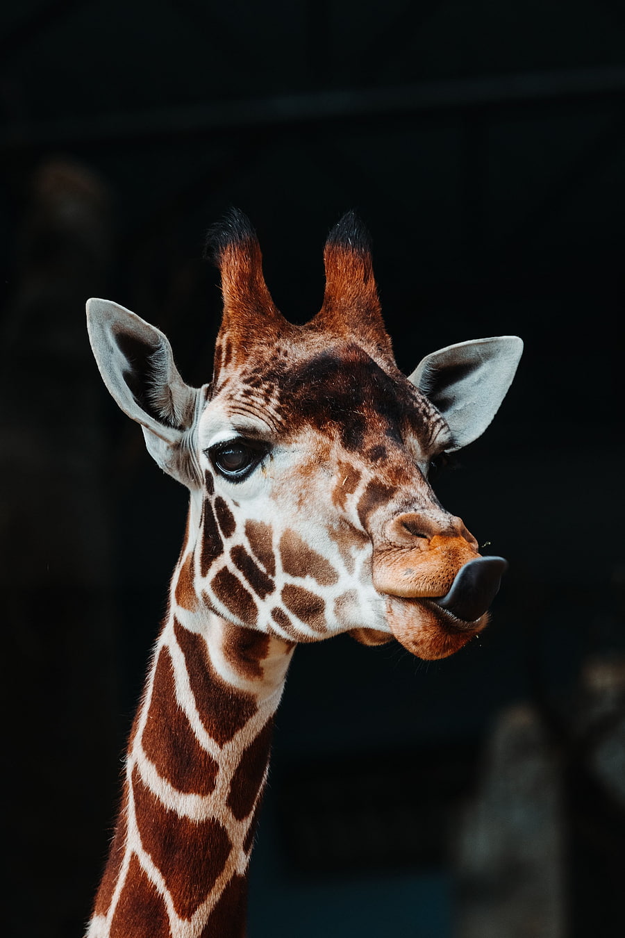 Funny, Animals, Animal, Protruding Tongue, Tongue Stuck Out, Giraffe HD phone wallpaper