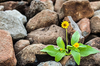 A vibrant yellow flower blooming amidst rugged brown rocks, symbolizing resilience. HD wallpaper