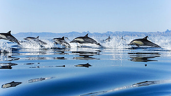 *** Dolphins ***, ryby, morze, zwierzeta, delfiny HD wallpaper