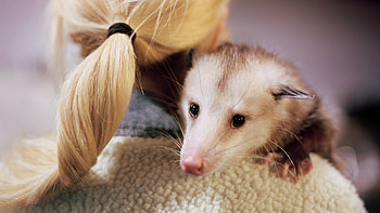Cute opossum, Trash can dwellers, Instagram's cutest creatures, Urban wildlife HD wallpaper