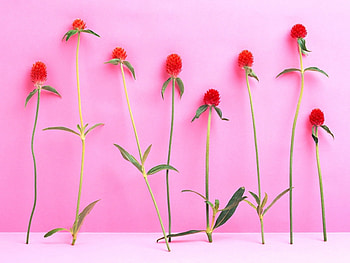 Plants, Flowers, Violet HD wallpaper