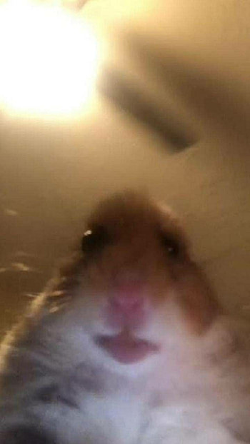 cj on Funny memes in 2020. Hamster , Hamster, Funny profile HD phone wallpaper