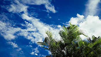 Nature, Sky, Leaves, Clouds, Palms, Tropics HD wallpaper