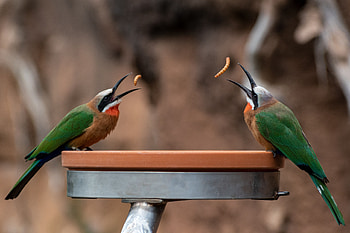 White-fronted Bee-eater, Animal, bee-eater HD wallpaper