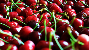 Cherry bliss, Vibrant , 20667 pixels of sweetness, able delight HD wallpaper