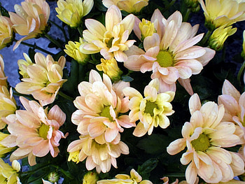 Flowers, Chrysanthemum, Drops, Bouquet, Freshness HD wallpaper