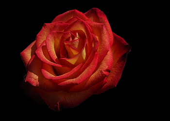 Flowers, Rose Flower, Rose, Petals HD wallpaper