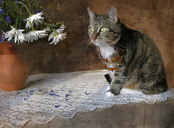 ready for a party, ready, party, animals, cat, nature, flowers, pet HD wallpaper